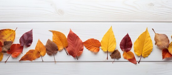 Poster - Autumn leaves arranged artistically on a white wooden surface with copy space image.