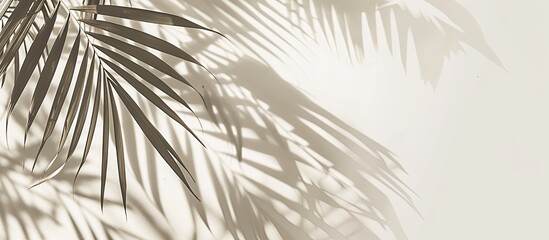 Wall Mural - Copy space image of monochrome summer mockup featuring palm leaves on a beige backdrop, illuminated by sunlight.