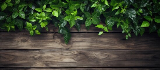 Aufkleber - Wooden background overlaid with lush green leaves - ideal for copy space image.