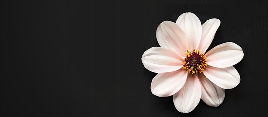 Poster - Delicate flower on a black background. View above. Copy space image. Place for adding text or design