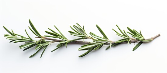 Fototapete - Rosemary twig on white backdrop with copy space image.