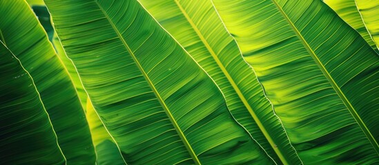 Wall Mural - A background of a green banana leaf with lines available for a copy space image.