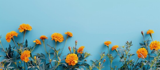 Poster - Marigold flowers and leaves in orange hues contrast beautifully against a blue background in this panoramic copy space image.