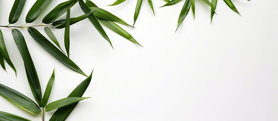 Aufkleber - Bamboo leaves arranged with copy space image on a white background.