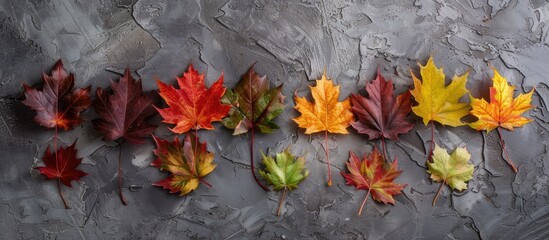 Aufkleber - Autumn maple leaves decor in various colors on a textured gray backdrop with copy space image. Vintage style with a flat lay presentation, creating a straightforward Halloween or autumn-themed