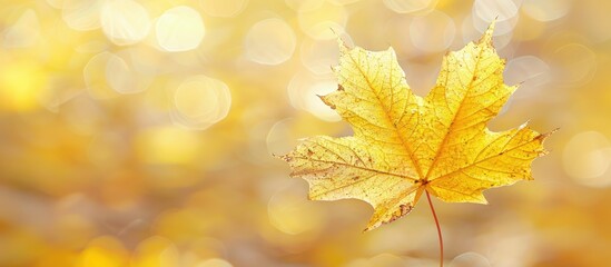 Poster - Fall-themed image with a yellow maple leaf on a blurred background, ideal for creating a seasonal greeting card with copy space.