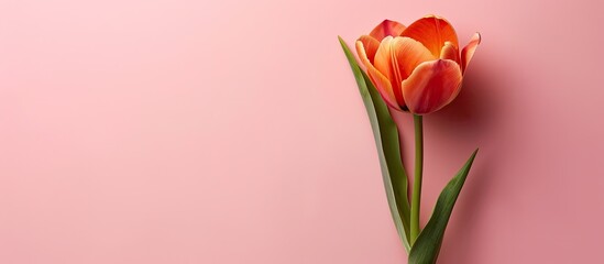 Aufkleber - A tulip placed against a soft pink background, creating a serene copy space image.