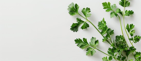 Wall Mural - Copy space image featuring parsley on a white background.