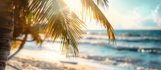 Poster - Sunlight highlights a palm tree on the beach with selective focus, ideal for a copy space image.