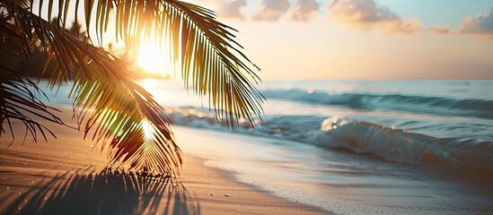 Poster - Sunlight highlights a palm tree on the beach with selective focus, ideal for a copy space image.