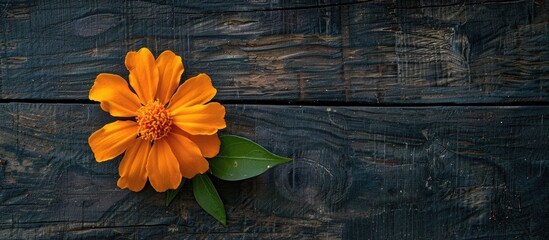 Poster - Marigold flower with leaf on dark wooden background, creating a striking composition for a copy space image.