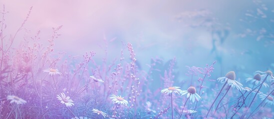 Poster - A copy space image with violet and light blue tones featuring chamomile and daisies on the left side of a meadow in a horizontal layout.