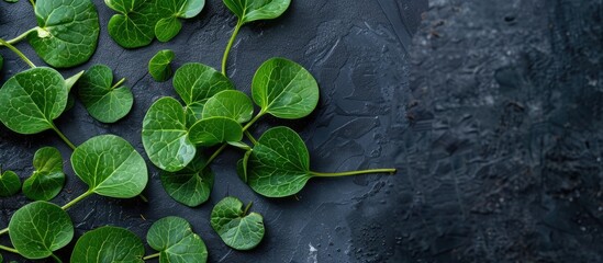 Aufkleber - Green sorrel leaves arranged neatly on a dark surface with a top view, allowing for copy space image.