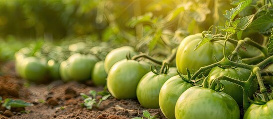 Poster - Fresh green tomatoes displayed in a garden with ample copy space image.