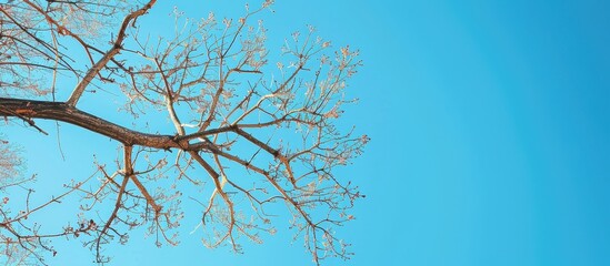Poster - Tree branch reaching towards a serene blue sky, providing a stunning copy space image.