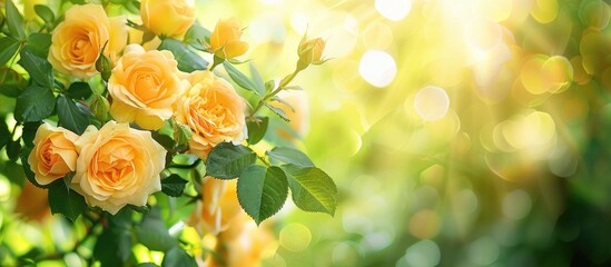 Leinwandbilder - A radiant bunch of bright yellow roses with green leaves shining in sunlight against a blurred green backdrop, focusing on the flowers, ideal for design with copy space image.