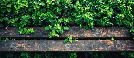 Aufkleber - A wooden bench with green bush leaves offers an inviting scene in the park's calming environment, ideal for a copy space image.