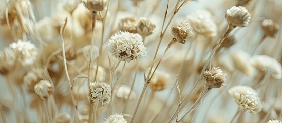 Wall Mural - White dried flowers showcased up close in an herbarium setting with ample copy space image available.