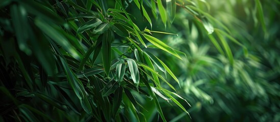 Aufkleber - Leaves of bamboo, creating the possibility of including a copy space image.