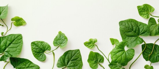 Poster - Isolated on the white backdrop is a photograph of sweet potato leaves, with plenty of space around for additional content, known as a copy space image.