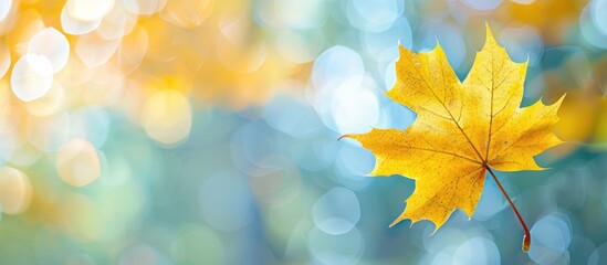 Fototapete - Fall-themed image with a yellow maple leaf on a blurred background, ideal for creating a seasonal greeting card with copy space.