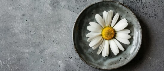 Canvas Print - A daisy flower displayed on a plate against a gray concrete background.strstr40. Copy space image. Place for adding text and design