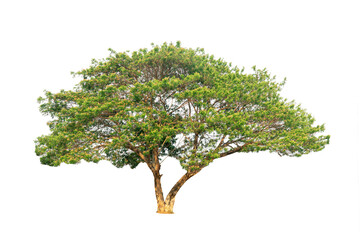 Wall Mural - isolated rain tree, common name : saman, rain tree, monkeypod, giant thibet, inga saman, cow tamarin