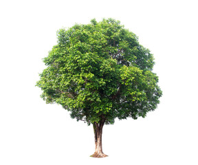 Wall Mural - isolated (burma padauk) pterocarpus macrocarpus trees on white background. tropical trees isolated u