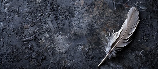 Poster - Feather on a black concrete background with copy space image available.