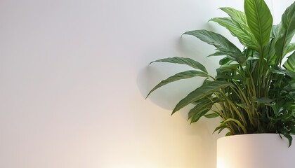 Wall Mural - a plant in a vase on top of it and a white wall behind it with a shadow of a tree
