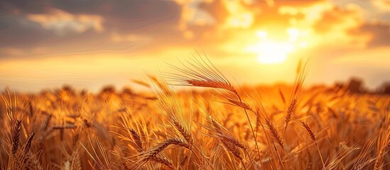 Poster - close-up nature photo depicts a rural meadow with ripening yellow wheat under a cloudy orange sunset