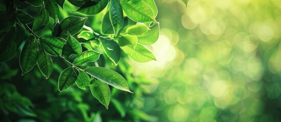 Poster - Background of green leaves with copy space image.