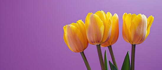 Poster - Close-up of Yellow Tulips against a purple background with copy space image.