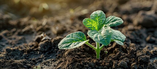 Poster - Close-up of a sprouting potato seedling in soil, highlighting the harmony between nature preservation and farming with a copy space image.