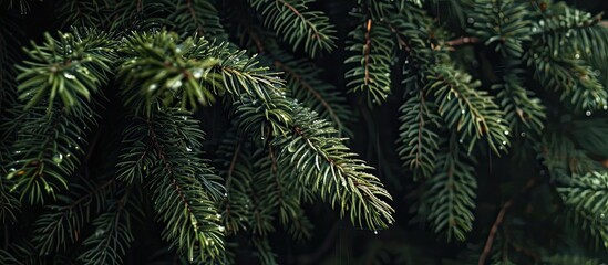 Poster - Copy space image of rain-kissed spruce branches, isolated against a dark forest backdrop.