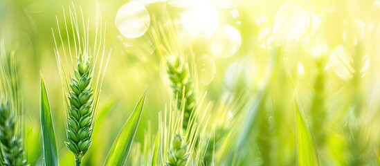 Poster - blurry background highlights green wheat plant in a copy space image.