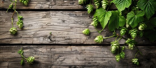 Poster - An image with a green hop branch with cones is set against a rustic wooden plank backdrop, allowing for copy space in the composition.