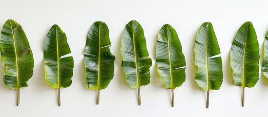 Poster - Banana leaf arranged in a row against a white background, ideal for a copy space image.