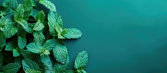 Poster - Vibrant background showcasing fresh mint leaves with copy space image.