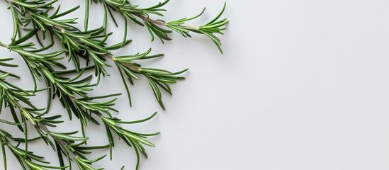 Poster - Green rosemary on white background with copy space image available for text. Top view shot.