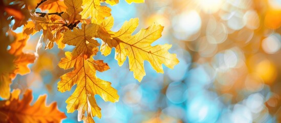 Poster - Autumn's signature display of bright yellow oak leaves on a tree with copy space image.