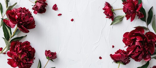 Wall Mural - Fresh red peonies on a white backdrop with room for text. Floral border in a flat lay, seen from above with available copy space image.