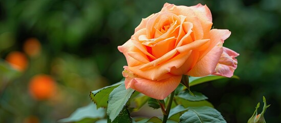 Poster - An orange rose blooms beautifully in a garden setting, ideal for a copy space image.