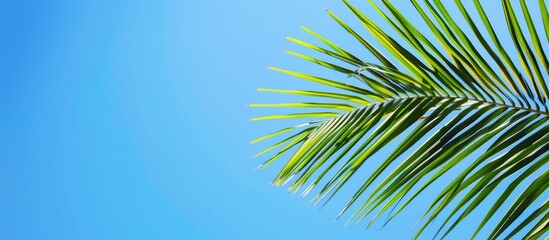 A palm leaf against a clear blue sky, creating a serene copy space image.