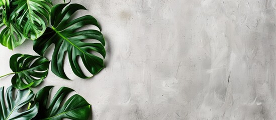 Aufkleber - Tropical monstera leaf arrangement framed in white against a light grey backdrop in a studio copy space image. Ample room for adding text.
