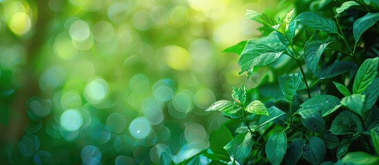 Leinwandbilder - A serene garden scene with lush green leaves against a blurred backdrop, ideal for a copy space image featuring natural surroundings and bokeh effect.