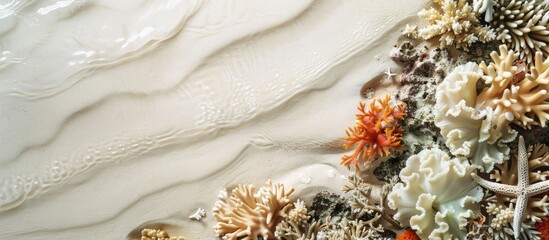 Wall Mural - Copy space image with coral reef pieces set against a sandy beach backdrop.