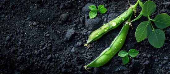 Poster - Lush green haricot bean plant with dew on black soil in spring. Ideal for home-grown veggies. Top view in early morning light with free copy space image.