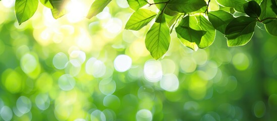Leinwandbilder - Fresh green leaves in close-up on a blurred bokeh background in the park, offering ample copy space for an image.