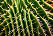 © Yaraslava - detailed texture cactus surface spikes patterns, plant, succulent, green, thorns, rough, desert, prickly, spiky, flora, botany, closeup, macro, nature